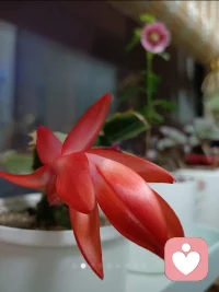 ??蓮花……
蓮花之美……
不只在于它的美，還在于它出自于淤泥。

生而為人，我們每個人的一生都不可能一生平順，
所以，我們要學習蓮花…培養化負為正的能力。

不要因他人的態度虧待自己。早晨，你被人罵了。

如果你因此生了一天的氣，你就被罵了一天；
如果你生了一個月的氣，你就被罵了一個月；
如果你一生都被這個聲音困擾，你就被罵了一生。

其實，被人罵不代表你有問題，只是呈現了罵人者的真實狀態。
比起別人怎么對你，你自己如何對待自己更重要。
不要因為別人對你的態度，而虧得了自己。配圖