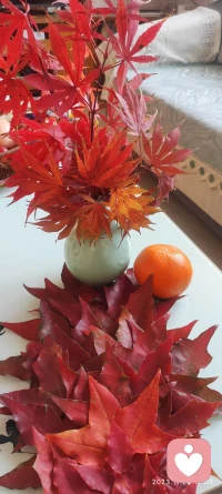 我的当下:
公园拾贝…把深秋的美景带到家里来
​最近总是一本正经的用心搞废事情，
还美其名日叫创新，
这一次次的败笔是我成功的先锋，
好心情是创造的源泉，
继续造起来，欧耶！配图