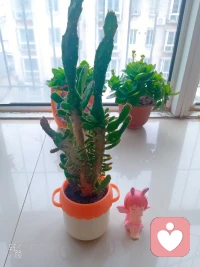 我的当下:
公园拾贝…把深秋的美景带到家里来
​最近总是一本正经的用心搞废事情，
还美其名日叫创新，
这一次次的败笔是我成功的先锋，
好心情是创造的源泉，
继续造起来，欧耶！配图