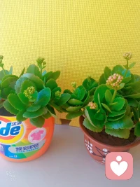 愛的絮語:

在婚姻中想要幸福，
就允許對方做自己，
放下評判、指責、算計、索取和控制。配圖