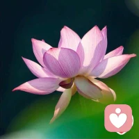 真实的片段:

来访:老师，我腰疼对应的心里哪方面有问题呢？

我   :家族能量，没有支持，还有对金钱的恐惧

来访:我该怎样做?可以缓解这种症状呢

我    :看到家族，看向家族，
父母给了生命就已经给了他们的全部，承认他们的有限。

发展自己，自己做自己的依靠，没什么好害怕的。
有些缘份该了就了，有些缘份来了就迎。
谋事在人，成事在天。

全方位接纳自己：
我很坚强，我也脆弱
我凶，我也柔
我不好，我也优秀
我成功，我也失败
我愤怒，我也喜悦
……
允许它们，对自己慈悲
你还可以有很多……
这些才是完整的你自己

来访:谢谢老师，我好像清晰了很多，
我要好好的回味消化这些

我   :嗯！我相信你，你的悟性很强，对新认知内化的很快，
我们都在越来越轻松自由的路上…配图