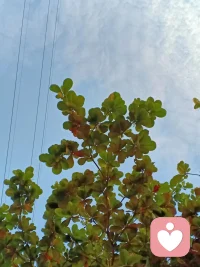 我們的祖國幅員遼闊，
南方鮮花盛開，
北方冰天雪地。

我在家里把自己的勞動成果收藏起來，
也蠻有成就感，很有趣!配圖