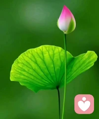 《给自己》

你不需要那么合群，
​因为你可以成为群的核心，
让别人来合你，
你的世界，
你自己是根本，
不要丢了自己，
围着别人转，
你是核心，
你是主导者，
热爱你的热爱，
享受你的享受，
圆满自己的小心愿，
把时间花给自己，
把精力花给自己，
把钱花给自己，
把自己养好了，
你的磁场和吸引力，
将越来越强大，
志同道合的人，
会自然而然的来到，
和你一起玩！

一首小诗《给自己》……供养大家
晚安亲爱的伙伴们❤️
​配图