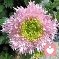 ✨相信语言的力量，
任何事物都有自己的振动频率和磁场！

为什么从古到今一直有句话，“要多说好话！ 
”现代台词:“好好说话，人生开挂”

所以不妨多说说
“我是幸运的人，凡事皆有利于我，我很富足，我很快乐！”

这样你就会引领更多的人成为幸运的人
同时也会吸引更多幸运的人来到你的身边配图