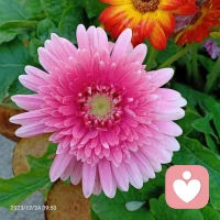 聊一聊孩子行为背后的内心世界:

1故意打扰…如果孩子总是故意打扰你，可能是因为你和他的身体亲密度不够，他渴望和你接触。

2撒谎…如果孩子撒谎，可能是因为你曾过度指责他的错误。

3缺乏自信…如果你家孩子缺乏自信，可能是因为你给他的建议比鼓励多。

4不敢坚持自己意愿…如果孩子不敢坚持自己的意愿，可能是因为他从小就被当众训斥。

5拿不属于自己的东西…如果父母啥都给孩子买，但他还是去拿那些不属于自己的东西，可能是因为你没有给他选择的机会。

体会一下，这些真的是孩子行为背后的真相哦！

无论你有任何关系的困惑都可以来找格儿聊，我们一起探索内在的根源配图