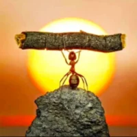 ??我的斷章取義??

不同的時間做不同的事，是一種天人是合一的規律
而我對這個問題的關注，主要是熬夜的人亞健康
而早起的人，精力旺盛、身心和事業都會得到神的相助，從而引發了我的思考…

大家都知道從晚上九點開始，一直到第二天凌晨五點，身體都在排毒：

1、晚上21點至23點：人體免疫系統排毒
2、晚上23點至1點：膽囊排毒時間
3、凌晨1點至3點：肝臟排毒時間
4、凌晨3點至5點：肺部排毒時間

如果早上不起人就沒有陽氣，就乏力，同時還愛發脾氣，因為陽氣憋住為火氣，人就脾氣大
體內邪火大了就需要吃喝玩樂才能壓制住煩躁，或通過尋找興奮的事物去對抗煩躁。

老話兒說無春則無夏無夏則無秋。
不同的時間做不同的事非常重要，也非常神奇，早起興家哦…

我說的這些，伙伴們認同嗎？配圖