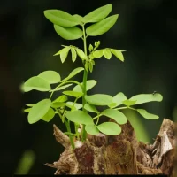 何為愛自己？
愛自己不是求而不得時而責怪他人和世界。

1.愛自己”是：
為自己的生命狀態負起百分之百的責任，不做“受害者”、“拯救者”、“迫害者”，只做“創造者”。

2．＂愛自己”是：
保護自己的能量。靠近一切滋養自己的人、事、物；遠離一切耗損自己的人、事、物。

3．＂愛自己”是：
永遠清晰地知道自己想要的是什么？想要過什么樣的生活？配圖