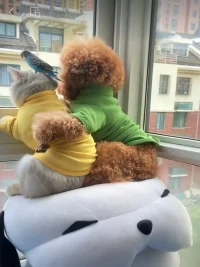 為什么說早起早睡身體好？ 

晚上不睡，叫耗傷陽氣，傷血； 
早上不起，叫封殺陽氣，傷氣。 

我們白天是放電，晚上睡覺是充電，
晚上只充了 50％的電，白天還要釋放100％，
那50％哪來的，就是從五臟借。
五臟，在古書中為五藏，是藏的意思，
藏的就是人體的精華。你總是借，總是借……

我們年輕的時候，什么感覺都沒有，
到四五十歲，病就全來了。養(yǎng)生，就是養(yǎng)命！ 
所以，我堅持早起，你堅持了嗎？尊重規(guī)律運用規(guī)律!!
??與你共勉…… 早安??配圖