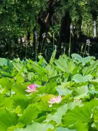 父母是孩子的老師，孩子是父母的上師，要有這種雅量，去接受你的孩子是你的上師，因為他的純粹度比你高……

學習心理學，了解自己，了解真相……
學習就是顛覆或自己以前的認知。配圖