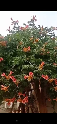 冥想的魔力……臣服自己
把生活過得有滋有味像夢一樣:我就是美好的化身，我就是美好，好像在美好的夢里，不想回來。感覺身體柔和透明純凈，活力滿滿的，感覺到力量，感恩天地對我的滋養。配圖