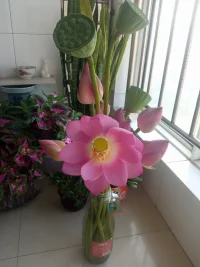 ??世界早安

蓮花開了!配圖
