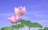 魯迅說：人只要有錢，煩惱就會減去90%以上
情商和智商也會提高，更不會亂發火！

但是錢從哪來？魯迅不肯說，

可是，?褚??時健說了…??????????
入一行，先別惦記著能賺錢，先學著讓自己值錢
沒有哪個行業的錢是好賺的

賺不到錢，賺知識；賺不到知識，賺經歷；賺不到經歷，賺閱歷
以上都賺到了就不可能賺不到錢。

讓人迷茫的原因只有一個，那就是本該拼搏的年紀，卻想得太多，做得太少。配圖