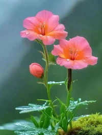 ❤️我接受自己的独特性
安心地向内探索
生命支持着我
☘️你既然认准一条道路，何必去打听要走多久； 
你既然选择了远方，那只顾风雨兼程； 
路上虽泥泞坎坷，但梦想终将到达!配图