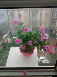 讓花完成了我的愿望……開心的洗了個雨水澡配圖
