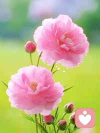 人為什么要經(jīng)?？磿兀?這是我聽到最高贊的答案，與你共享!

他說人都是環(huán)境下的產(chǎn)物，在沒有別的輸入途徑時(shí)，

一個(gè)人如果不看書，那他的價(jià)值觀就由他身邊的人決定，
因?yàn)樗麤]有別的輸入途徑，只能模仿周邊的人。
或者慢慢去被環(huán)境所改變，周圍流行什么，就會(huì)隨什么
永遠(yuǎn)找不到自己。

就像北大校長(zhǎng)所說，物質(zhì)的貧窮能摧毀你一生的尊嚴(yán)，
精神的貧窮能耗盡你幾世的輪回。

人生沒有白走的路，沒有白讀的書，觸碰過的文字，會(huì)在不知不覺中讓你認(rèn)識(shí)這個(gè)世界，且留在身體的記憶中。

看書吧！讓頭腦清晰中正的思考，免得雜念叢生，
好好做自己，經(jīng)營(yíng)自己的人生，才能吸引美好，成就美好。

??早安，美麗的世界，早安親愛的伙伴配圖