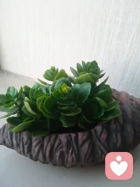 ????愛自己的第30天來了：
每一天愛自己的治愈經典，
開啟我們擁抱內在力量的心靈之旅

                     我用愛對自己說話
        愛自己的最佳方式，就是放下過往負面的一切，活在當下這一刻。一般來說，年幼時，父母、師長及其他權威人士對你說的話，都會塑造你在自我對話(你在腦海里對自己說的話)時的基本模式。因此，在以下這個鏡子練習中，我希望你能改變這種模式。

1.站在或坐在鏡子面前。
2.凝視你的眼睛。
3.說出以下肯定語:“無論我跟自己說什么，都是出于愛。”
4.反復地說:“無論我看著鏡子跟自己說什么，都是出于愛?！?5.小時候你聽到的話，有哪些還在你腦海中揮之不去? 例如,“你笨死了”“你不夠好”……?；c時間去處理這些負面的話語，把它們改為正面的肯定語:“我是天才，有源源不斷的好點子”“我是一個了不起的人”“我值得被愛”。
6.從這些正面的肯定語中，挑出幾句反復練習，直到你能自在地說出口為止。
7.在接下來的一天里，每次路過鏡子或在玻璃上看到自己的身影時，都要停下腳步，反復說出這些愛自己的肯定語。
??安好美麗的世界！安好親愛的伙伴配圖