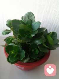 ☘️抓念练习……


记得有位心理学博士说过:
“人都会痛苦，它无法避免，
但你依然有朝着你的价值方向选择的自由”。

如果你有负面情绪，
反复问自己以下四句话，帮你开启全新的情绪导航系统。

1.这个想法在任何情况下都有用或者有帮助吗？
2.如果我相信这个想法，我可能得到什么？
3.这个想法对我解决现在的问题有帮助吗？ 
4.这个想法能否让我成为我想成为的人？

人都是会变得，在熬不住的时候都想找个靠山，最后你会发现，自己才是那座山，祝福你变成自己的那座山

抓念……带着觉知、觉察，
及时抓住当下的念头拷问它、面对它、化解它配图