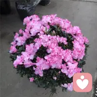 ????愛自己的第36天來了：
每一天愛自己的治愈經典，
開啟我們擁抱內在力量的心靈之旅……

                   我信任自己所有的生命歷程
       自從我在靈性道路上邁出第一步，就覺得凡事都不受我控制了，我也不需要試圖掌控什么。生命總是給我需要的一切，而我只需回應出現的所有事情。

        經常有人問我，當初是如何創辦海氏出版公司的，他們想知道從我創立公司到今天的全部細節。我的答案始終不變-我接電話、拆郵件，處理眼前的事情。

        我就是這樣生活的，就像人生只是一步接著一步去處理好每一件事。所以，海氏出版公司剛創立的時候，公司里只有我跟當年90歲的老母親(她非常擅長粘信封及貼郵票)，海氏出版公司就是這樣發展起來的。配圖