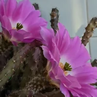??心語??
有人喜歡你，那是他在你身上，照見了他喜歡的品質(zhì)，和你無關(guān)，你淡然面對，并做回自己；
有人討厭你，那是他在你身上，投射到他排斥的自己，和你無關(guān)，你坦然面對，并做好自己；
有人欣賞你，那是他透過你，碰撞了內(nèi)在的自己，和你無關(guān)，你欣然面對，并平靜做自己！

世界上沒有無緣無故的相遇或者離開，愛或者怨恨，都只是遇見了自己！
早安，周四！[太陽][太陽][太陽]配圖
