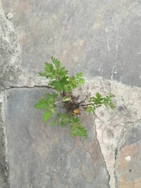 去山里走走看看，感覺視野開闊，滿足了自己想要親近大自然的心愿配圖