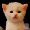 心猫