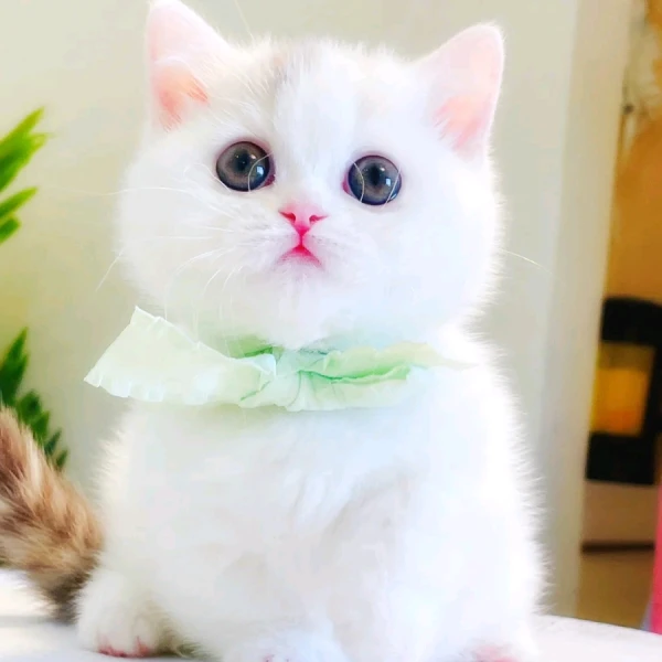 海心?情感傾訴????