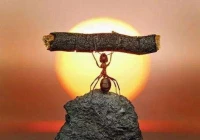 生如螻蟻當立鴻鵠之志，命似紙薄應有不屈之心。配圖