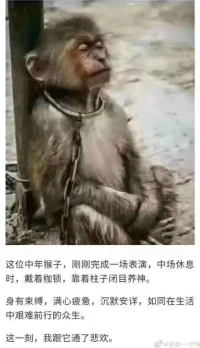 它像卑微的我們，我們卻不如它。配圖