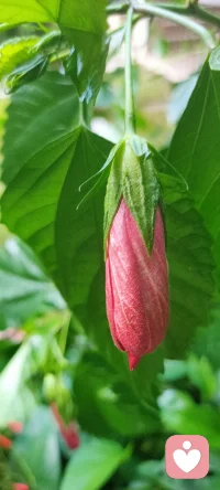 臺風即將登陸，她會經得起暴風雨的摧殘嗎？憐之，惜之。配圖