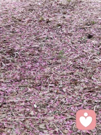 我來人間一趟，本想萬丈光芒，誰知世人模樣，只為碎銀幾兩。我來人間一趟，只為與你相伴，誰知世間清涼，淡了你的模樣。我來人間一趟，無意打碎夕陽，卻被勸返天堂。我來人間一趟，只來人間一趟。配圖