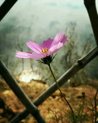 愿你是一朵在天地之間行走的花配圖
