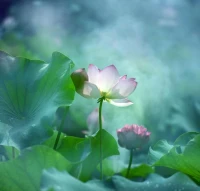 常聽人說，沒文化真可怕，可是文化到底是什么，是學歷？是經(jīng)歷？是閱歷？都不是。其實，文化可以用四句話來表達：根植于內(nèi)心的修養(yǎng)，無需提醒的自覺，以約束為前提的自由，為他人著想的善良。配圖
