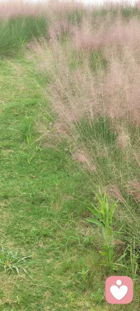 風(fēng)在搖它的葉子，
草在結(jié)它的種子；
我們站著，不說話，
就十分美好……配圖