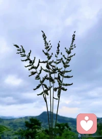 作家梭羅曾說：“順其自然的過日子是非常安寧的，不應該背上懶惰的罵名。”
我們總是把人生最美好的階段用來賺錢，為的卻是在人生最沒有價值的階段享受一點點毫無意義的自由！
在這個快餐時代，大多數人不會去思考該怎樣活著，只為追尋一些世俗的東西，給人生裝上一把枷鎖，殊不知經年之后，一切皆是虛空……配圖