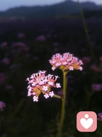 很喜歡林徽因的這段話：“人間無趣，有幸有你。 一個人怕孤單，兩個人怕辜負。擁之則安，伴之則暖。一輩子很長，恰到好處的喜歡和偏愛最舒服。你不用多好，我喜歡就好，我沒有很好，你不嫌棄就好”。配圖