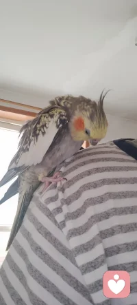 据说被婴儿和动物所喜欢的成人，本质上都是善良的。因为大自然是有识别力的。配图