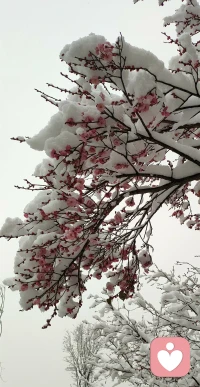 待我了无牵挂，依山傍海为家；远离俗世喧嚣，避开俗尘纷扰；忙时修篱种花，闲时小酒清茶；静看庭前花开花落，宠辱不惊；漫随夕阳斜下暮云遮，去留无意……配图