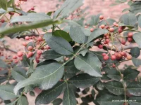 一直被溺愛長大的孩子，其實內在特別敏感，沒有太高的自我價值感。配圖