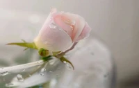 我們改變不了命運，那就改變態度，不放棄生活的希望，我們改變不了運氣，那就改變心情，不悲憤人生的坎坷，我們改變不了別人，那就改變自己。配圖