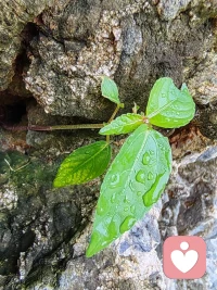 水利萬物而不爭，雨后的萬物，在水的沁潤下，舒展而又自由，大自然帶給我們的美好，需要我們去細細地品味，斟酌！配圖
