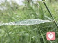 水利萬物而不爭，雨后的萬物，在水的沁潤下，舒展而又自由，大自然帶給我們的美好，需要我們去細細地品味，斟酌！配圖