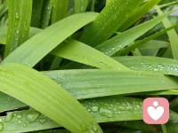 水利萬物而不爭，雨后的萬物，在水的沁潤下，舒展而又自由，大自然帶給我們的美好，需要我們去細細地品味，斟酌！配圖