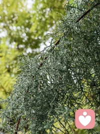 水利萬物而不爭，雨后的萬物，在水的沁潤下，舒展而又自由，大自然帶給我們的美好，需要我們去細細地品味，斟酌！配圖
