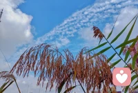 生命是慶祝，而不是比賽。生命是接受，而不是比較。四季輪回，生生不息。春有百花秋有月，夏有涼風冬有雪，每個季節都有其美妙之處，而你，便是那個完美的存在，獨一無二的存在！配圖