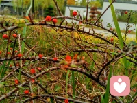 每個人的心里都需要自然賦予你的感覺

那是一點光、一點生機、一點希望


?配圖