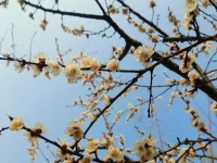春風(fēng)不語，卻溫柔了世界
鮮花不言，卻盛放在人間
走自己的道路
做自己的太陽
人生道路雖曲折
但細(xì)心觀看
也能飽嘗沿途美景
祝福你!配圖