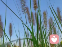 不張揚，無聲無息
卻又獨具魅力
想要成為什么
或選擇如何生活
取決于自己
但每個生命
都有其存在的價值配圖