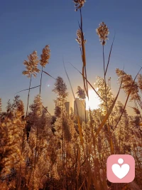 信念创造了你现在的生活，
你内在所真正相信的，
会吸引与你频率相匹配的状态。
抱怨只会宣布你是匮乏的。
停止抱怨，转移注意力的焦点，
把目光放在所拥有的东西上，
一切才会如你所愿，如你所是。配图