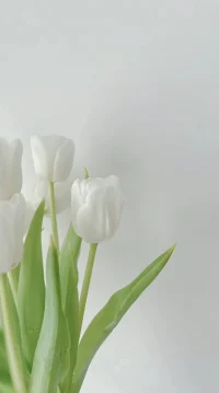 如果你感覺疲憊不堪，
或許可以用用“老莊的哲學”，
一種順流而下的智慧，
不去抵抗，學著接受過去，
順應宇宙的創造力，將內耗減少為零，
將注意力集中在如何創造我們真心想要的人生上，
學業，家業，事業可能就會改觀，
慢慢地，一切就會順意。配圖