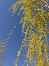 春天的天空干凈的讓人歡喜，
春天像是有一種擺脫頹廢的力量，
直讓人心生雀躍，
萬物更新，
也會撫慰人心！
昨天怎樣那是昨天的事，
明天怎樣那是明天的事，
在這明媚的平凡中活出從容和甘甜！配圖